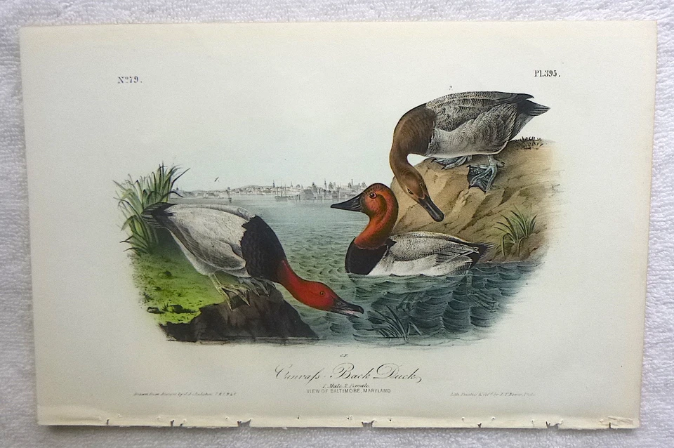 Audubon 1ª edición Octavo CANVAS BACK DUCK Birds of America 1840 litografía original Foto 2 de 4