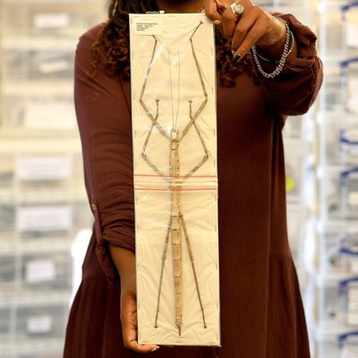 Sehr großes Stabinsekt (Nesiophasma giganteum) A1 Entomologie Proben