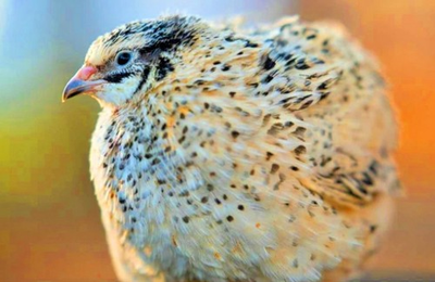 #ad #ad 30 Showline Jumbo Coturnix Quail Hatching Eggs – Rare Colors amp; Premium Genetics $65.00