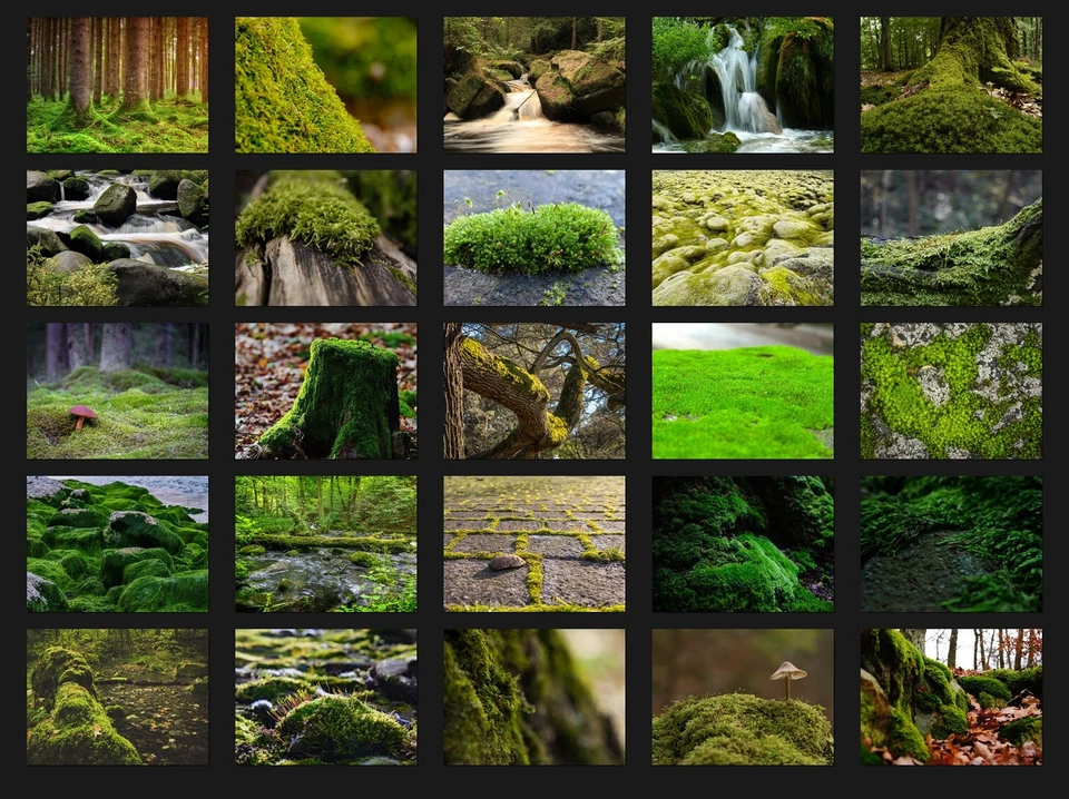 200 MOSS TREES NATURE DIGITAL PHOTOSHOP OVERLAYS BACKDROP BACKGROUND PHOTOGRAPHY - Image 2 of 4
