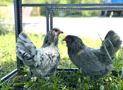 6 Bantam Ameraucana Fertile Hatching Eggs-splash, Lavender