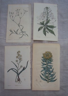 William Curtis Antique Engraving 4 Botanical Prints 1810's P