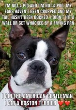 Boston Terrier dog magnet 3 1/2 x 4 1/2 Made in USA with domestic products