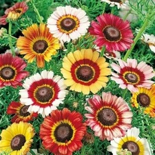Painted Daisy MIXED Colors Pollinators Butterflies Perennial Non-GMO 200 Seeds!