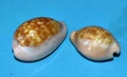 SEA SHELL - SHELLS - ZONARIA PETITIANA - 2 PIECES - 21.40/25mm