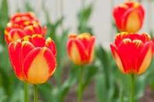 Banja Luka Tulip Bulbs Red and Yellow Tulips