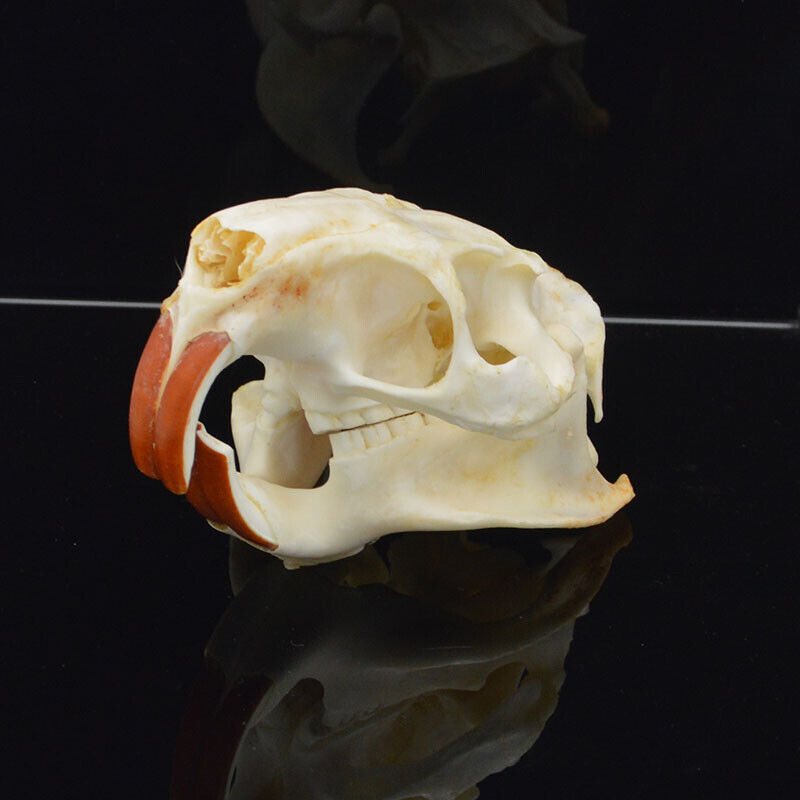 VIEUR Myocastor Coypus Coypu Skull Real Bone Skeleton Biology Taxidermy 