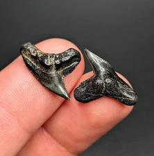 Beautiful River Worn Pair Of Physogaleus contortus Tiger Shark Teeth SC Gems