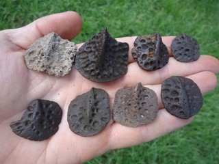 8 QUALITY ALLIGATOR SCUTES FLORIDA FOSSILS ICE AGE EXTINCT CROCODILE BONES TOOTH