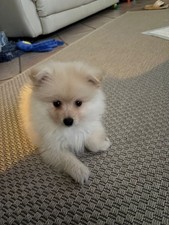 Volpino Da Pomerania SPITZ Maschio Con 2 Mesi vaccinato E Sverminato