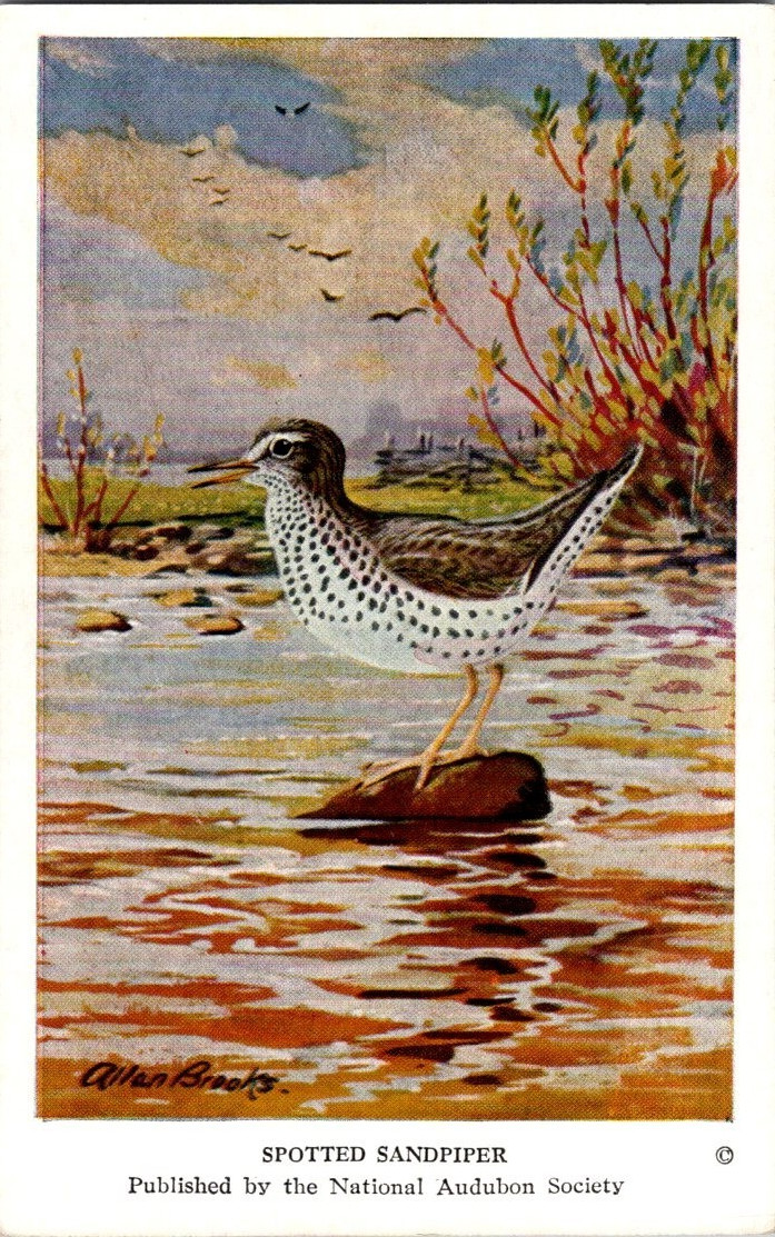Vintage Audubon Bird Card by ALLAN BROOKS 1950s Spotted Sandpiper #15