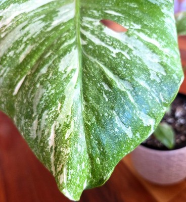 monstera obli 20 main image 0