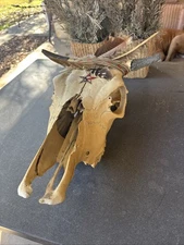 Authentic Real Cow Steer Skull Rustic Western Cowboy Decor Ranch Bull Large 