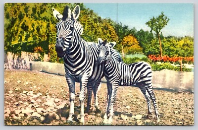 Postcard Mother and Baby Zebra Colt Equus quagga