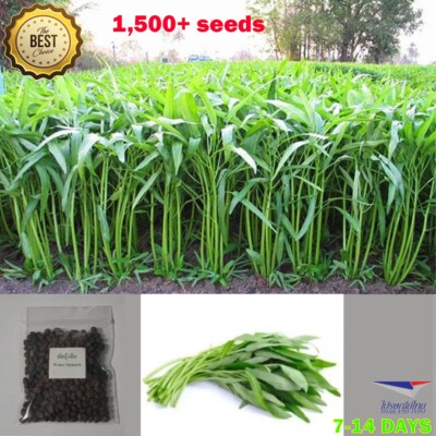 1500+ Seeds Water Spinach Seed Water Convolvulus Reawpai Water Morning Glory See