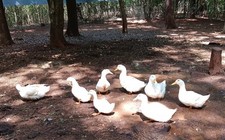 12 JUMBO PEKIN DUCK HATCHING EGGS - SUPER FAST SHIPPING