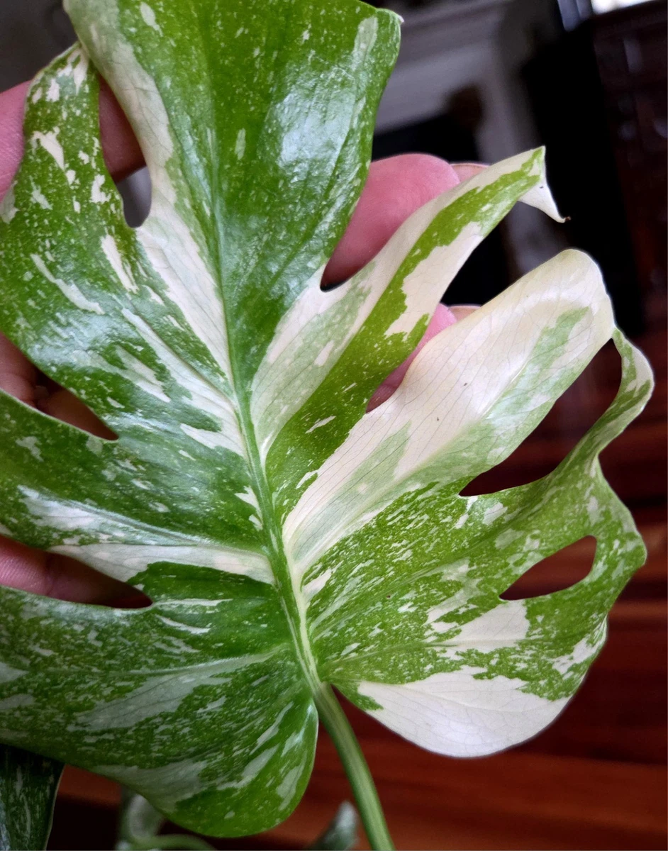 Monstera Tropical Houseplants for sale | eBay