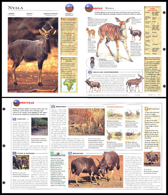Fold-Out Sheet - Nyala - 314