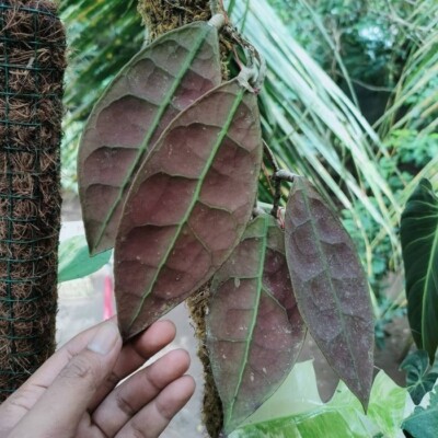 Hoya AFF Lambii Sp Borneo Free Phytosanitary Ship DHL Express