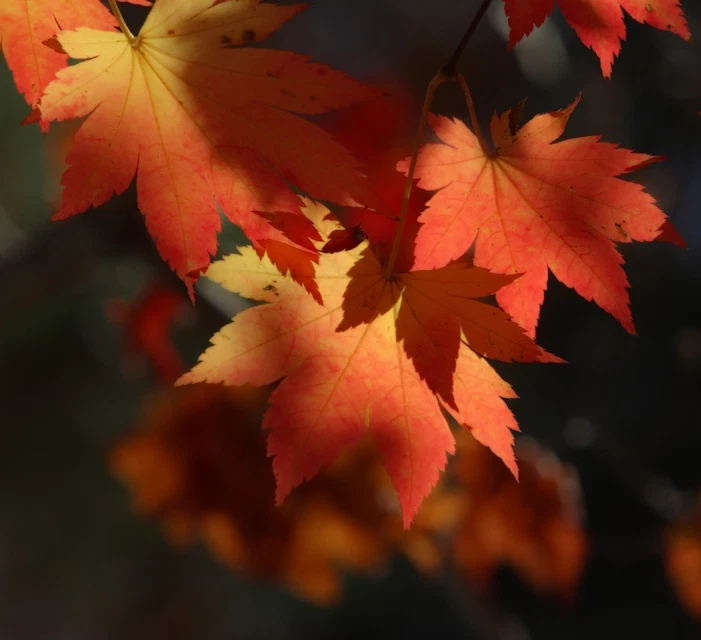 Acer pseudosieboldianum (Korean Maple) - 10 Tree Seeds | RARE Garden Bonsai UK - Image 2 of 3