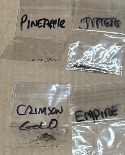 COLEUS SEEDS 8 种款式-吉姆选择 — 第 2/4 张图片