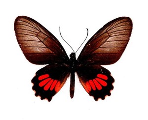 BUTTERFLY/MOTH/MOUNTED Real Framed UNIDENTIFIED PARIDES SPECIES