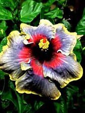 🌺🌺 MADAGASCAR hibiscus MOSCHEUTOS mallow Malvaceae STARTER Live PLANT US