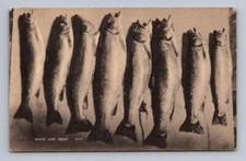 Antique Maine Postcard MAINE Lake Trout Fishing Olamon Clementon NJ 1910