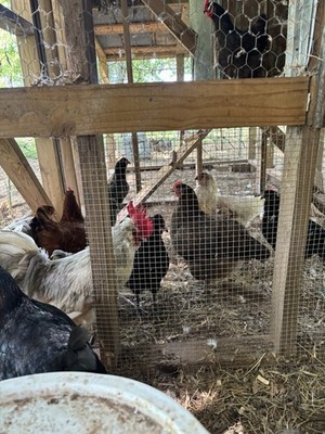 12+1 fertile chicken hatching eggs barnyard mix 
