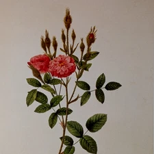 P J Redouté MOSS ROSE Botanical Flower Art Book Plate Illustration 193