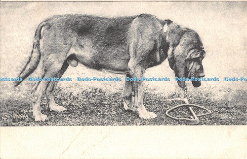 R473055 Hund L F Nr 1648 Postkarte - Bild 1 von 4