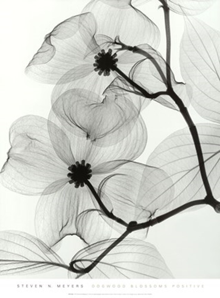 Dogwood Blossoms (Positive) by Steven Meyers Tree Flowers X-ray