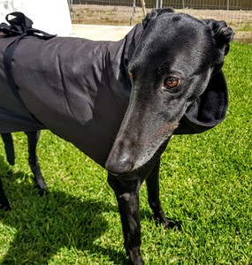 coat greyhound