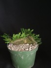 Pachypodium lamerei  crested Succulent- Caudex caudiciform — photo 6