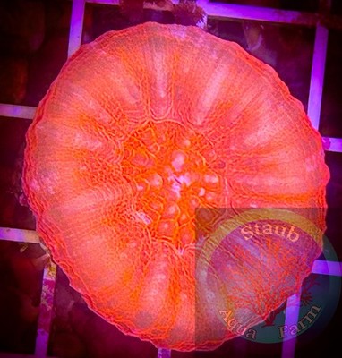 SAF~ WYSIWYG  Bright Red Scolymia Coral, LPS, SPS, Coral Colony, Scoly