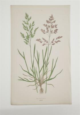HOOKER Poa Pratensis (1845 Grass Botanical Print)