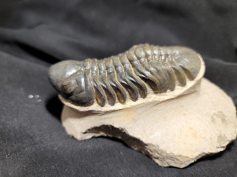 Nice 3" Reedops cephalotes hamlagdadianus Trilobite from the Devonian of Morocco