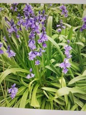 50 Bluebell Bulbs In the Green, from my own garden. Mixed Sizes