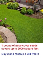Micro clover seeds - 1 pound - covers up to 2000 square feet