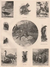 AUSTRALIAN FAUNA Wombat Platypus Koala Opossum Kangaroo Cassowary Emu Dingo 1888