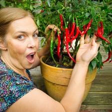 Supersized Chilli Plug Plants ? Larger Established Starter Plants