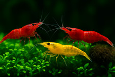 19-19-19 Red-Blue-Orange Neocaridina Shrimps Live Guarantee Free Shipping USA