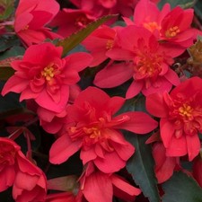 ×6 LRG Begonia Funky Scarlet Plug Plants - Trailing Flowers For Baskets PRE SALE