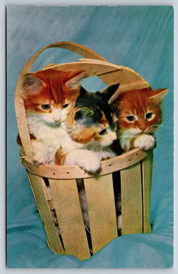 Vintage Postcard, three Little Kittens, Salmon Series, Sevenoaks England