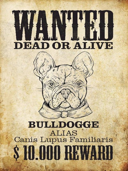 Holzschild 40X30 Cm Hund Wanted Dead Bulldogge Alias Deko Geschenk Holz Schild-image