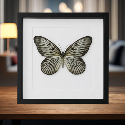 Gerahmter Blanchards Geist Schmetterling. Idea Blanchardii. Entomology Home Decoration