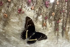 Hand Crafted Wall Art Decor Preserved Butterfly Dried Flowers Glass 18"