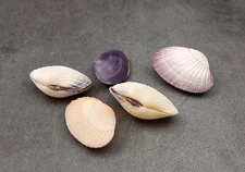 Pacific Clam Seashell Pairs Purple Tan Brown (5 Shell pairs approx. 1.5+ inches)