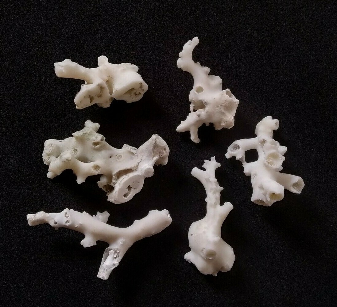 Japanese white coral Rough mediternean sea Unpolished Reef Natural