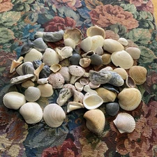Assorted Quart Size Bag of Various Sea Shells Clean